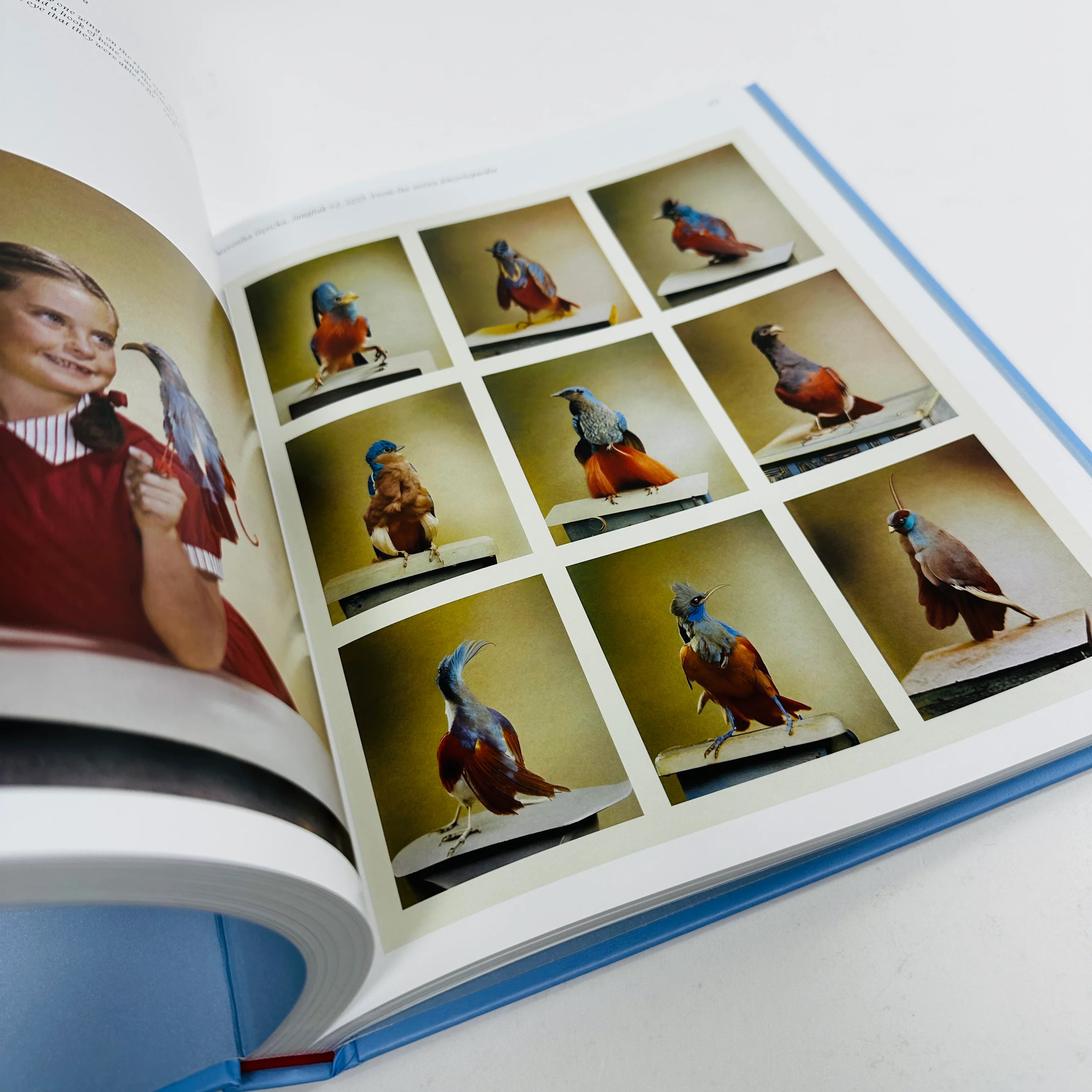 Aviary - The Bird in Contemporary Photography - Image 4