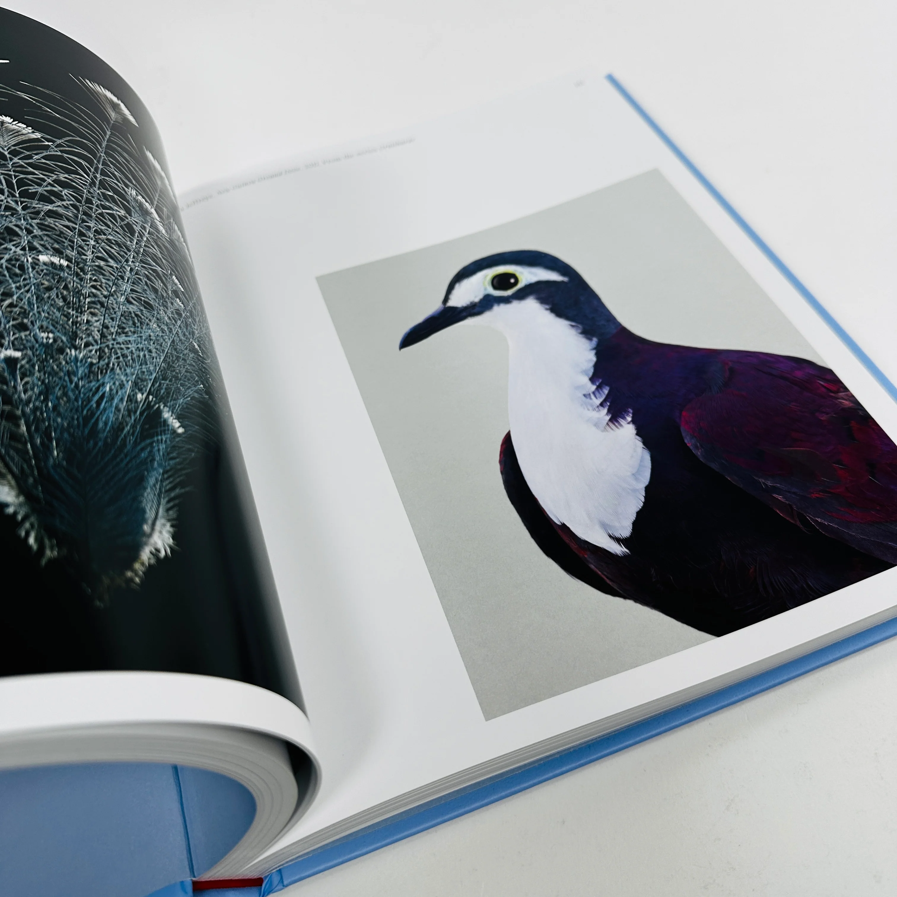 Aviary - The Bird in Contemporary Photography - Image 5