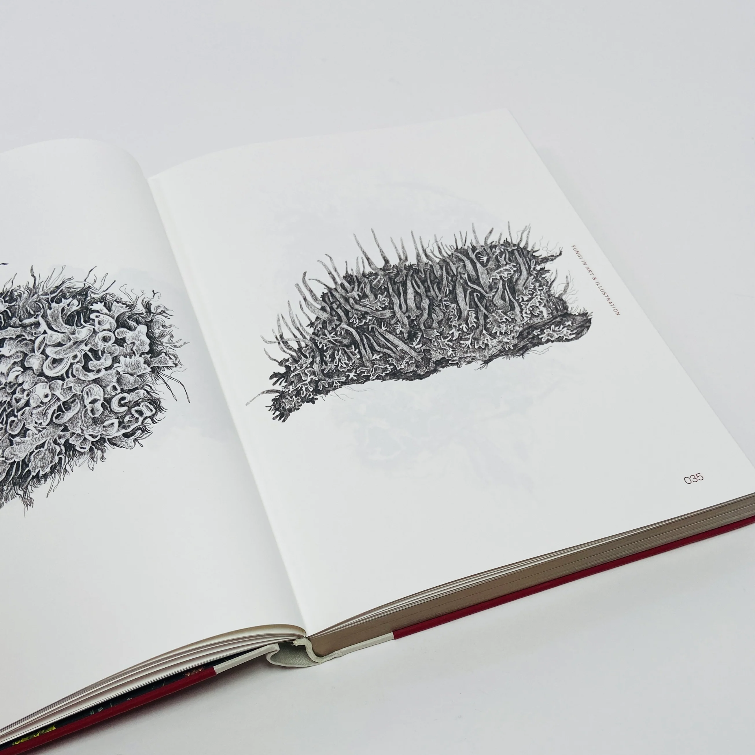 Fungal Inspiration - Art and Design Inspired by Wild Nature - Image 6