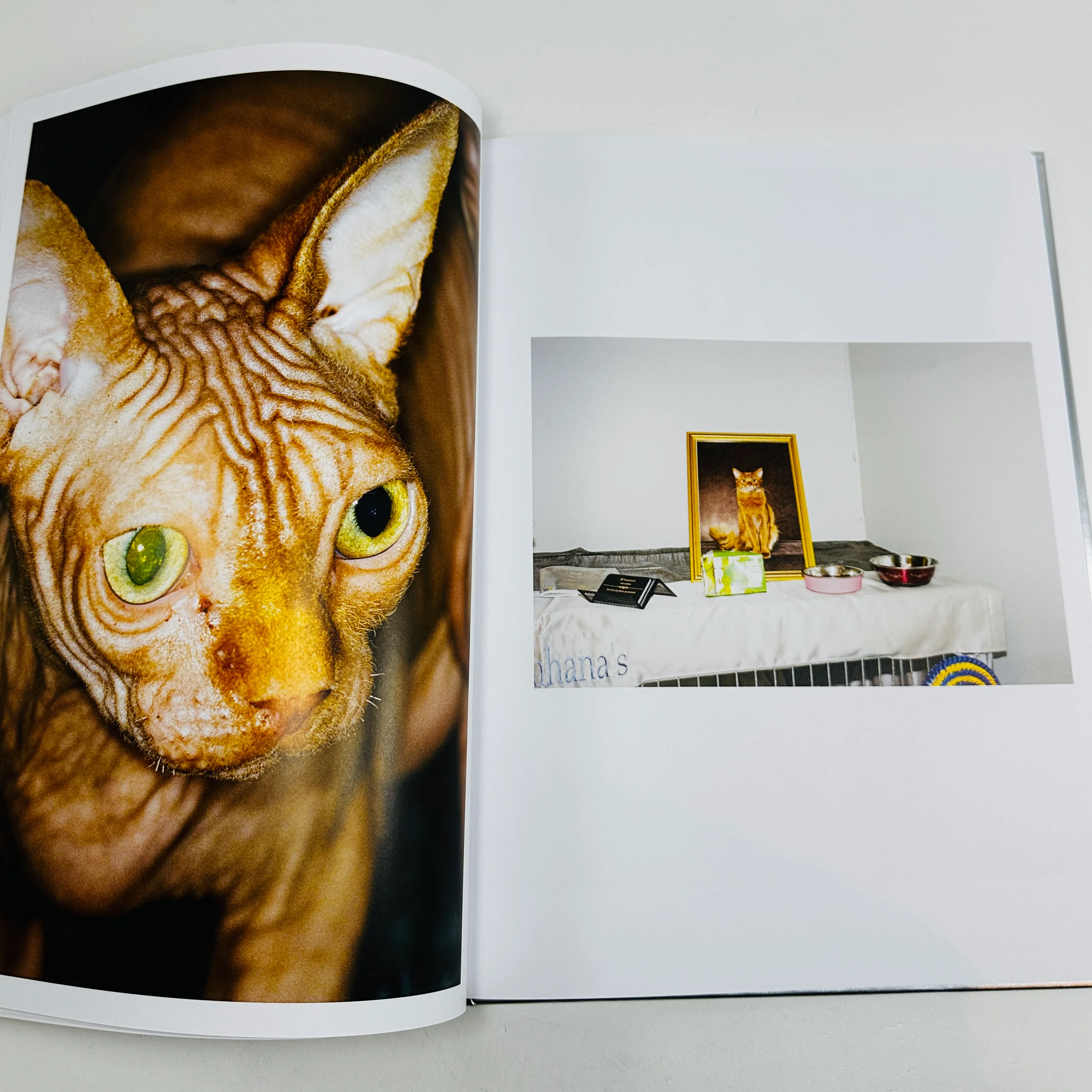 The Best Cat in the World - Felix Swensson - Image 5