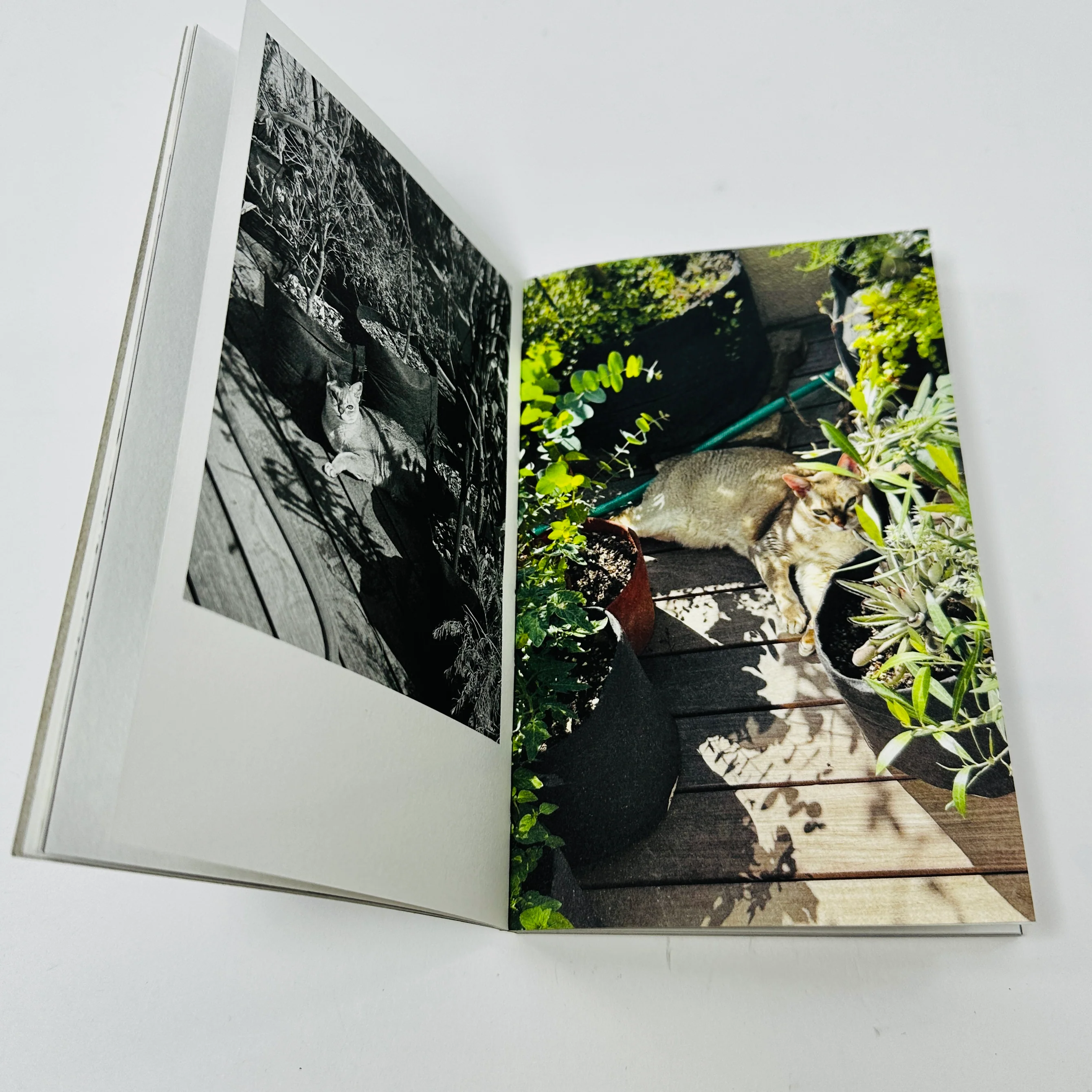 This Is Not My Cat - Takashi Homma - Image 5